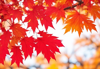 Tree branch with beautiful red autumn leaves on