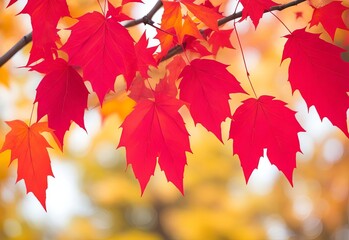 Tree branch with beautiful red autumn leaves on