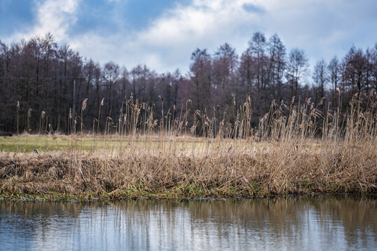 Zimowe trzciny nad brzegiem rzeki © FIOMI