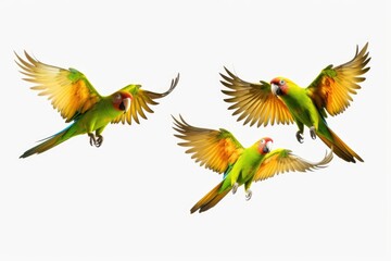 Obraz premium Birds flying in the air. Suitable for nature and wildlife themes