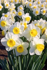 Obraz premium A beautiful field filled with white and yellow daffodils. Perfect for springtime and nature-themed projects
