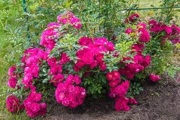 Beautiful purple rose bush blooming in the summer garden