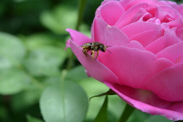 Beautiful large bud of a pink, blooming rose with a large bee on the petal.