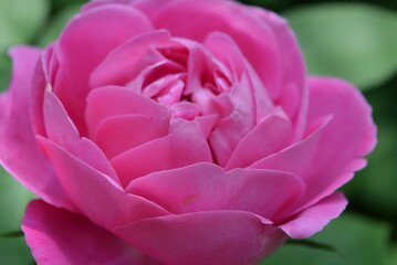 Opened rosebud after heavy rain, rose in drops of water