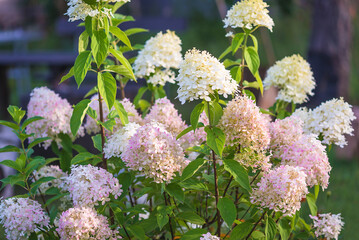 Beautiful blooming hydrangea panicled in the summer garden on sunny day