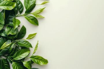 Green tea leaves background with copy space