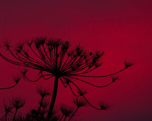 Hogweed silhouette on the rising sun background