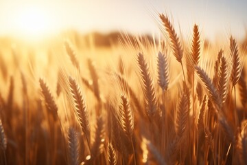 Wheat field. Ears of golden wheat close up. Beautiful Nature Sunset Landscape. Rural Scenery under Shining Sunlight. Background of ripening ears of wheat field. Rich harvest Concept. Сopy space for a  - obrazy, fototapety, plakaty