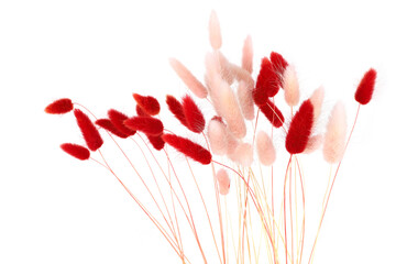 Pink and red fluffy bunny tails grass isolated on white background. Dried Lagurus flowers grasses.