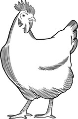 Chicken hand drawn engraving ink style illustration