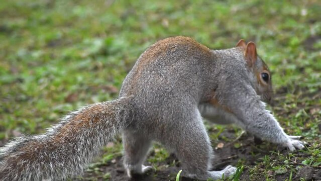 Close-up of a squirrel burying a seed in the ground. A squirrel is looking for seeds in the autumn grass.