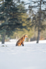 Red fox sitting on snow
