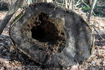 A giant tree fallen to the ground with a large hole inside.
