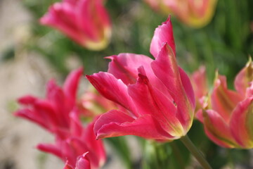 Zauberfahte rosa Tulpen blühen in der Natur