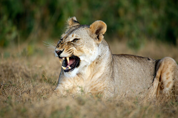 Lioness Lying in the Grass, at the end of a Yawn, with Crazy Looking Eyes. Amboseli, Kenya