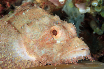 Close-up of Scorpionfish, Lying on a Coral. Anilao, Philippines