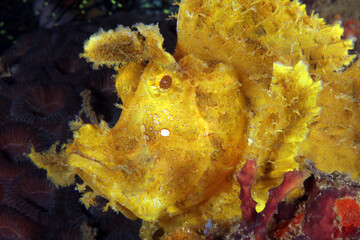 Yellow Weedy Scorpionfish (Rhinopias frondosa). Anilao, Philippines