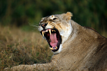 Close-up of a Yawning Lioness, Lying in the Grass. Amboseli, Kenya