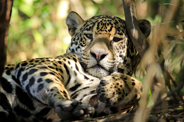 Close-up of a Jaguar Resting in the Forest, Making Eye Contact. Pantanal, Brazil