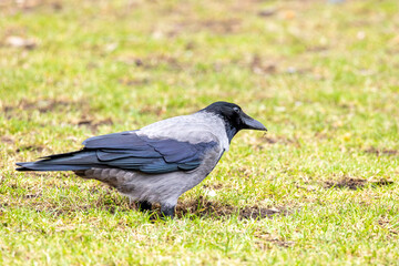 Close-up of a very beautiful crow on a green meadow. The crow looks into the camera