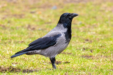Close-up of a very beautiful crow on a green meadow. The crow looks into the camera