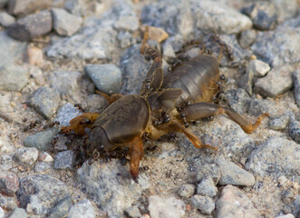 European mole cricket on the ground