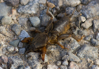 European mole cricket on the ground