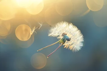  "A single dandelion seed floating gracefully on the wind, its delicate parachute adorned with a soft glow of sunlight. ",,  © Muzamil