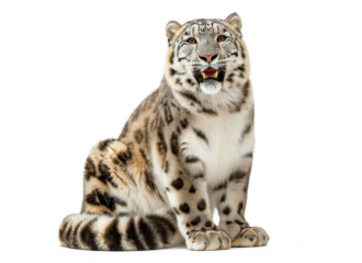 Snow leopard (Panthera uncia) isolated on white transparent background, png