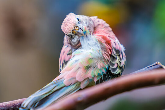 Bourke's parrot, pin bird close up