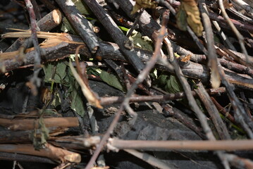 Wooden sticks, unprotected beams from a tree on the ground.