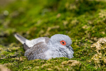 dove on the grass