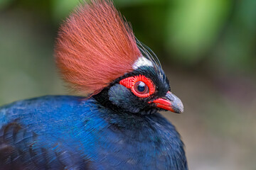 Crested partridge, bird close up