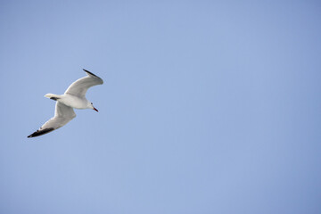 Fototapeta premium Gabbiano che vola in cielo