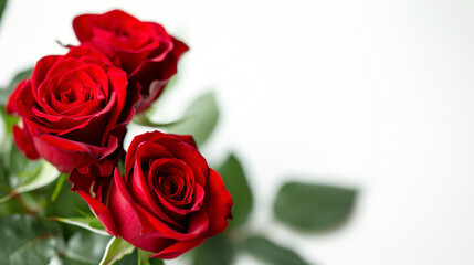 Side view of red color roses isolated on white background.