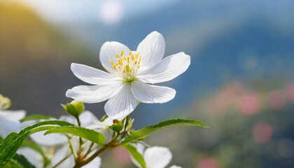 Fototapeta premium Mai Anh Dao is Vietnamese name of a one-of-a-kind flower in Da Lat which blooms in the first