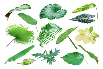 Collection of Tropical Leaves Isolated on White Background with