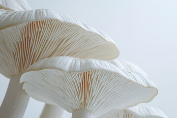 Beautiful mushrooms background. Very detailed macro photography