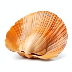 a clam, studio light , isolated on white background