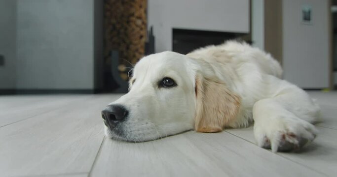 Golden retriever naps on the living room floor. Wide lens shot