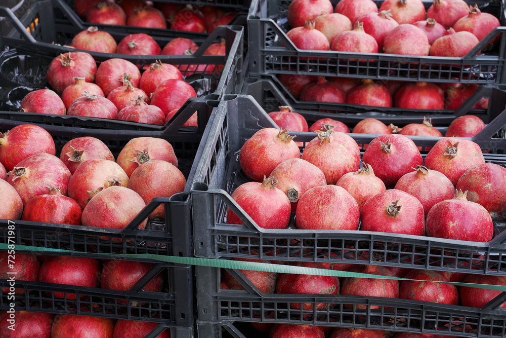 Wall mural harvest of ripe red pomegranate in boxes. many pomegranates at the local market as a background or food texture.