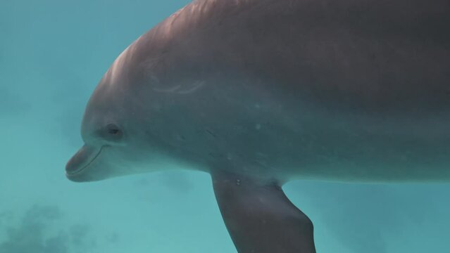 Closeup portrait Underwater bottlenose dolphin swimming in red sea. Wildlife marine sea nature. Amazing aquatic mammal animal in natural habitat. Swimming with wild dolphins safari. Unique experience.