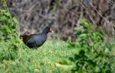 Common gallinule foraging in grass near Riverside California