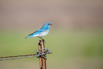 Mountain bluebird on a fence looking really blue against a green/brown out of focus background