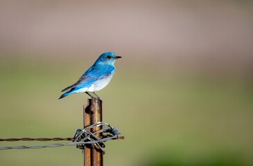 Mountain bluebird on a fence pole showing off radiant blues at sunrise