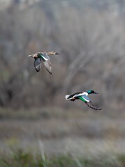 Northern Shoveler duck pair in flight showing the color differences in male and female