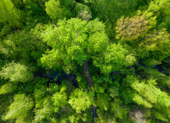Naklejka premium Aerial top view of summer green trees in forest. Drone photography.