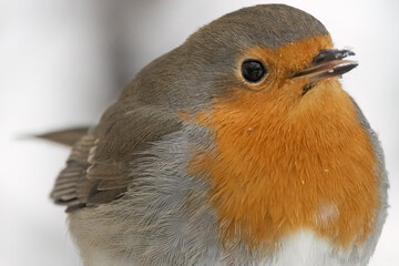 S&uuml;&szlig;es Rotkehlchen Portr&auml;t