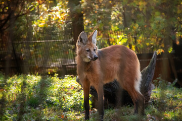 An autumnal photo of maned wolf behind a fence. Also known as Chrysocyon brachyurus.