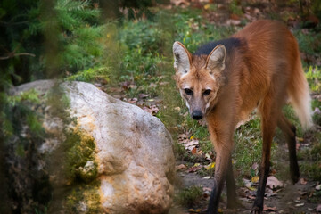 An autumnal photo of maned wolf behind a fence. Also known as Chrysocyon brachyurus.